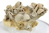 Miniature Fossil Cluster (Ammonites, Gastropods) - France #270552-1